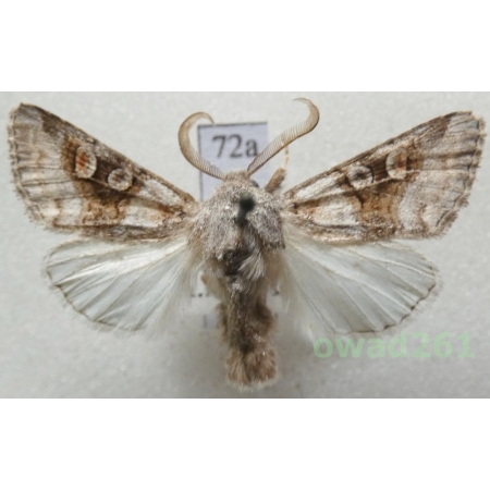 Cleoceris scoriacea (Esper, 1789) Slovakia72a